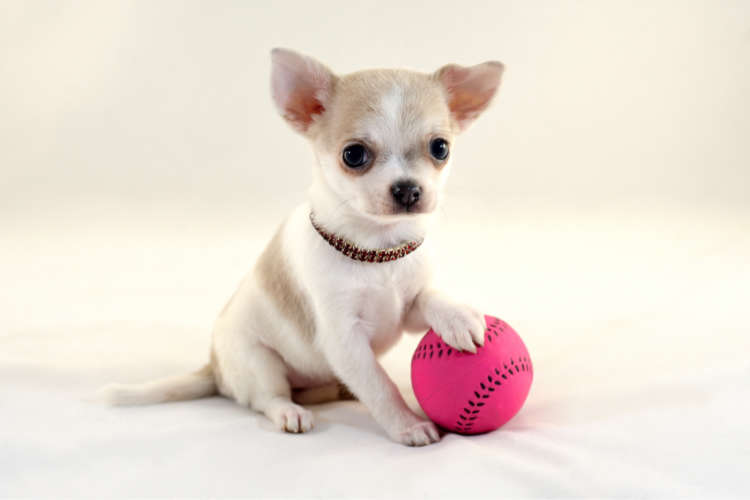 動物,犬,猫,しつけ,飼い方,育て方,病気,健康