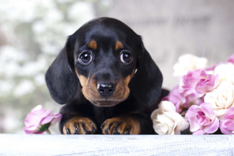 動物,犬,猫,しつけ,飼い方,育て方,病気,健康