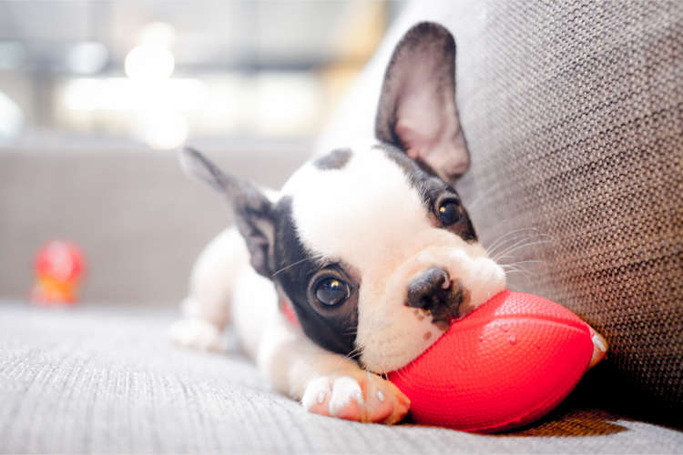 動物,犬,猫,しつけ,飼い方,育て方,病気,健康