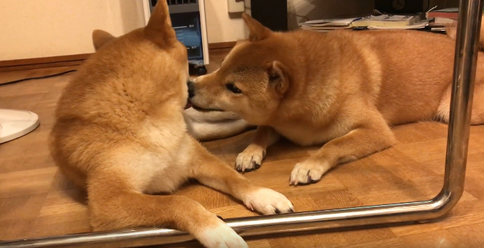 動物,犬,猫,しつけ,飼い方,育て方,病気,健康