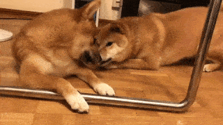 動物,犬,猫,しつけ,飼い方,育て方,病気,健康