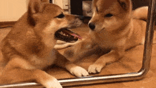 動物,犬,猫,しつけ,飼い方,育て方,病気,健康