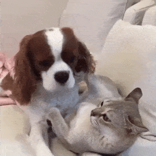 動物,犬,猫,しつけ,飼い方,育て方,病気,健康
