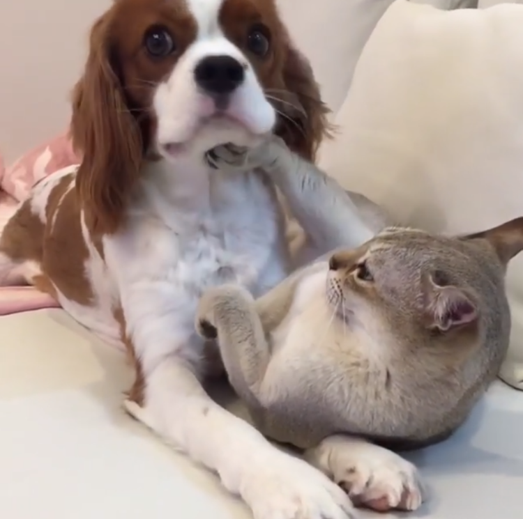 動物,犬,猫,しつけ,飼い方,育て方,病気,健康