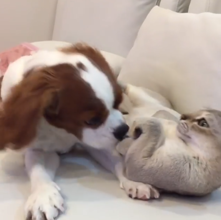 動物,犬,猫,しつけ,飼い方,育て方,病気,健康
