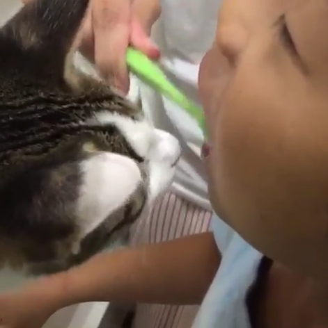 動物,犬,猫,しつけ,飼い方,育て方,病気,健康