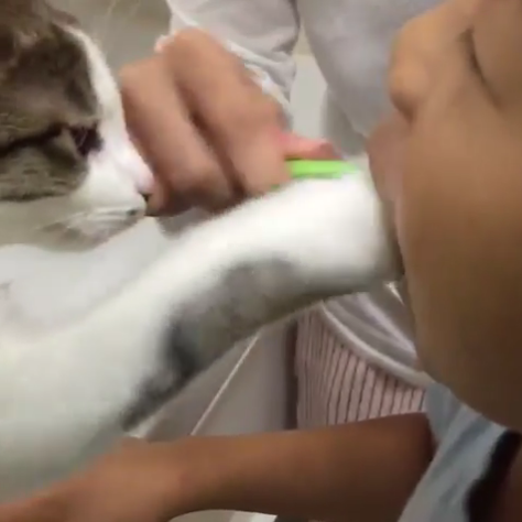動物,犬,猫,しつけ,飼い方,育て方,病気,健康