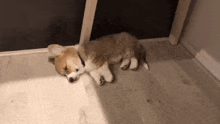 動物,犬,猫,しつけ,飼い方,育て方,病気,健康