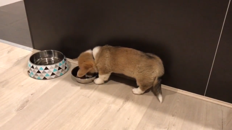 動物,犬,猫,しつけ,飼い方,育て方,病気,健康