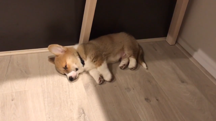 動物,犬,猫,しつけ,飼い方,育て方,病気,健康