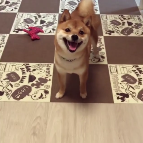 動物,犬,猫,しつけ,飼い方,育て方,病気,健康