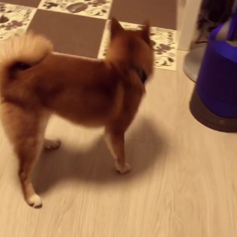 動物,犬,猫,しつけ,飼い方,育て方,病気,健康