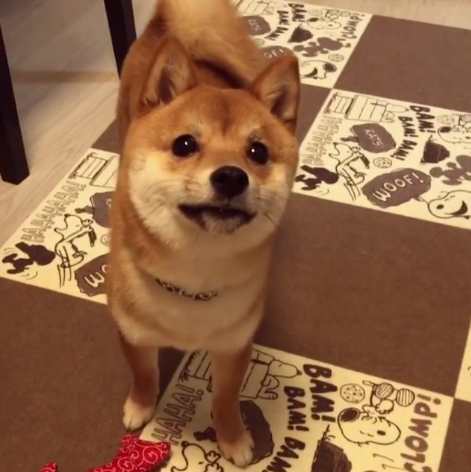 動物,犬,猫,しつけ,飼い方,育て方,病気,健康