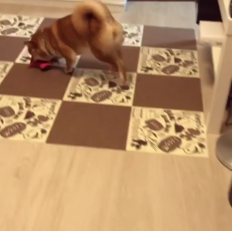 動物,犬,猫,しつけ,飼い方,育て方,病気,健康