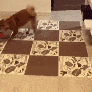 動物,犬,猫,しつけ,飼い方,育て方,病気,健康