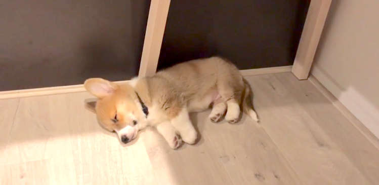 ごはんの気配を察知した子犬→『起きなきゃワン!』一瞬で目覚める、勢いがかわいい…♡ 10秒