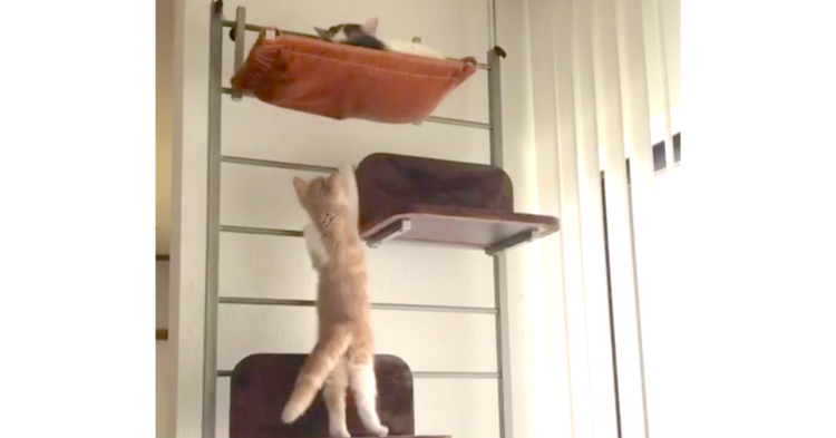【どうやって登るの?】上にいる兄猫に近づこうと頑張る子猫。あれこれ試行錯誤する様子が…♡ 38秒