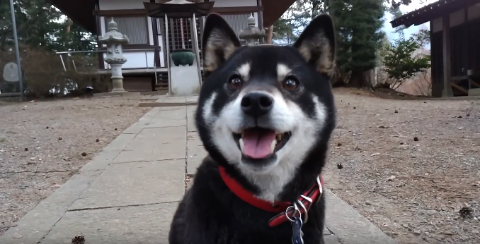 動物,犬,猫,しつけ,飼い方,育て方,病気,健康
