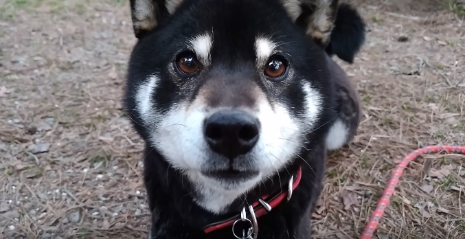 動物,犬,猫,しつけ,飼い方,育て方,病気,健康