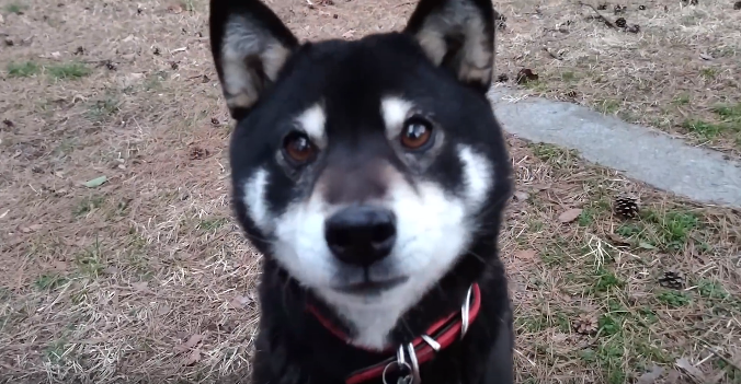 動物,犬,猫,しつけ,飼い方,育て方,病気,健康