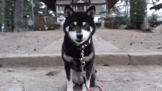 動物,犬,猫,しつけ,飼い方,育て方,病気,健康