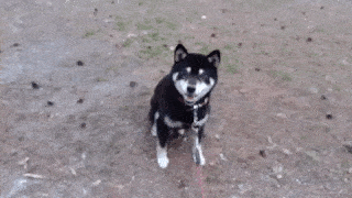 動物,犬,猫,しつけ,飼い方,育て方,病気,健康