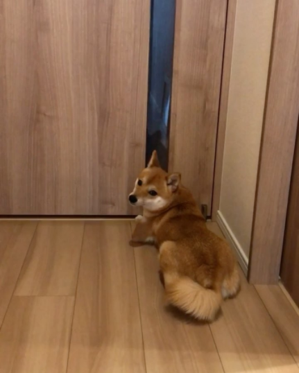 動物,犬,猫,しつけ,飼い方,育て方,病気,健康