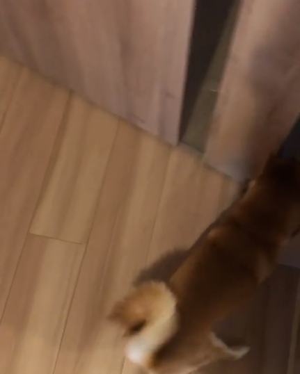 動物,犬,猫,しつけ,飼い方,育て方,病気,健康