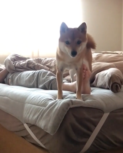 動物,犬,猫,しつけ,飼い方,育て方,病気,健康