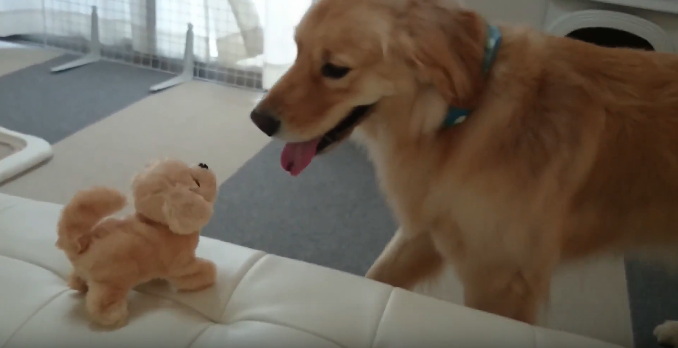 動物,犬,猫,しつけ,飼い方,育て方,病気,健康