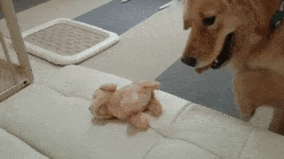 動物,犬,猫,しつけ,飼い方,育て方,病気,健康
