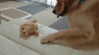 動物,犬,猫,しつけ,飼い方,育て方,病気,健康