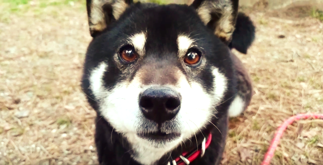 飼い主さんが少しでも離れると → 『待ってワン!』 トコトコついてくる柴犬に、キュンとしちゃう♡