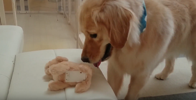 動物,犬,猫,しつけ,飼い方,育て方,病気,健康