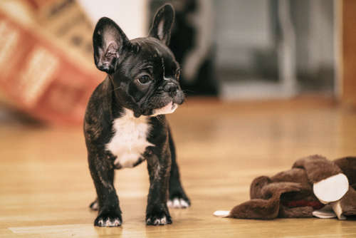 動物,犬,猫,しつけ,飼い方,育て方,病気,健康