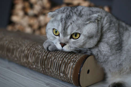 動物,犬,猫,しつけ,飼い方,育て方,病気,健康