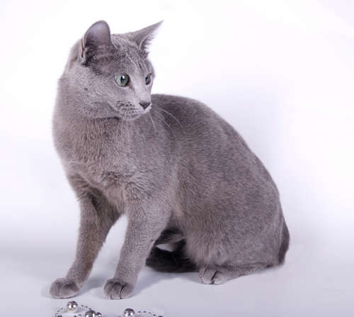動物,犬,猫,しつけ,飼い方,育て方,病気,健康