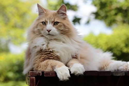 動物,犬,猫,しつけ,飼い方,育て方,病気,健康