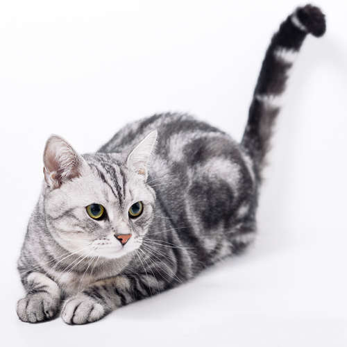 動物,犬,猫,しつけ,飼い方,育て方,病気,健康