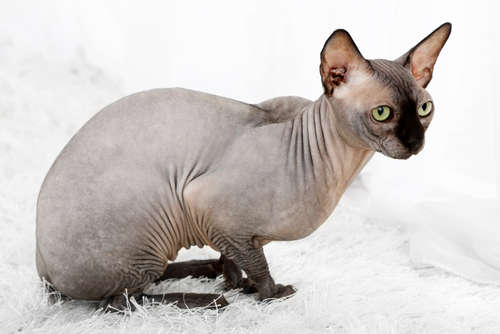 動物,犬,猫,しつけ,飼い方,育て方,病気,健康