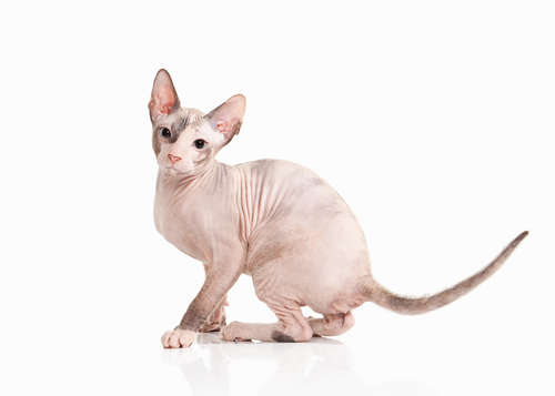 動物,犬,猫,しつけ,飼い方,育て方,病気,健康