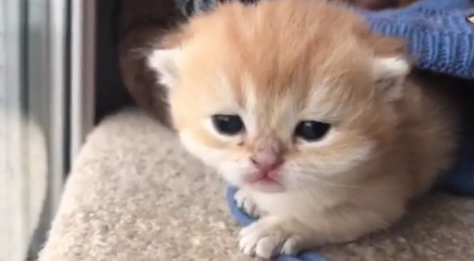 動物,犬,猫,しつけ,飼い方,育て方,病気,健康