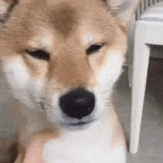 動物,犬,猫,しつけ,飼い方,育て方,病気,健康