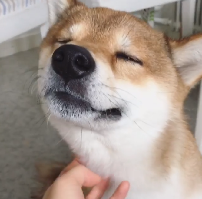 動物,犬,猫,しつけ,飼い方,育て方,病気,健康