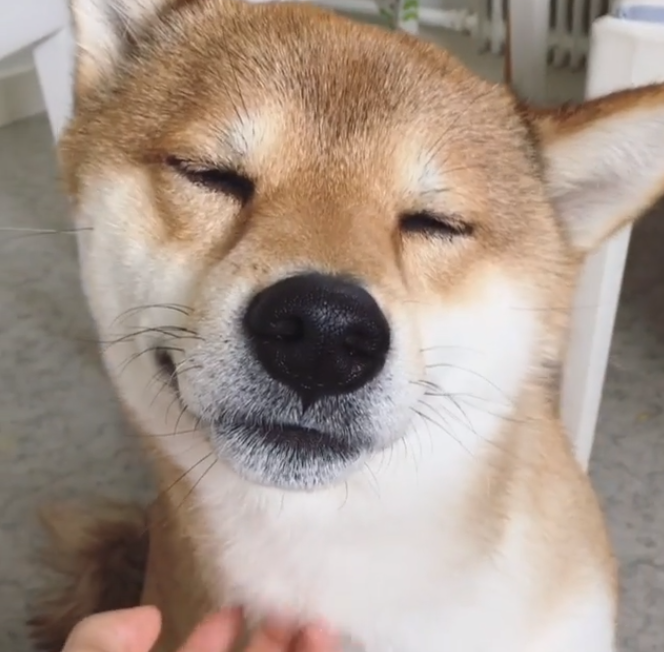 動物,犬,猫,しつけ,飼い方,育て方,病気,健康