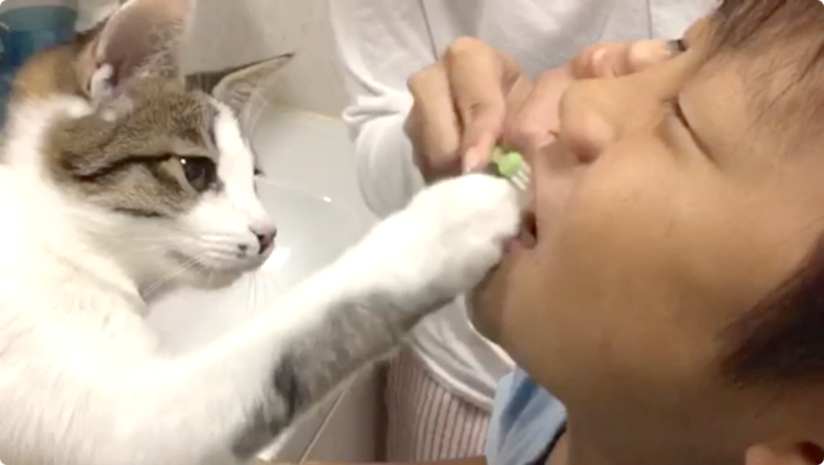 【手伝うニャ!】歯磨きの仕上げに参加するニャンコ → そのチェックが厳しすぎた(*´艸`*)!