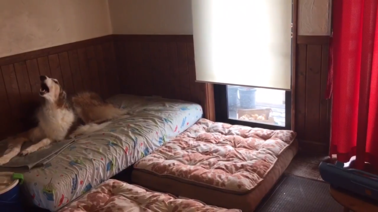 動物,犬,猫,しつけ,飼い方,育て方,病気,健康