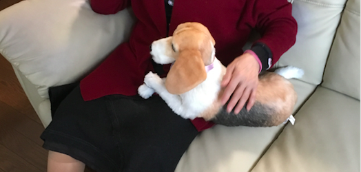 動物,犬,猫,しつけ,飼い方,育て方,病気,健康