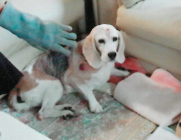 動物,犬,猫,しつけ,飼い方,育て方,病気,健康