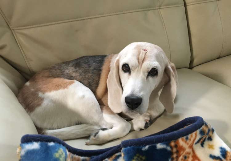 動物,犬,猫,しつけ,飼い方,育て方,病気,健康